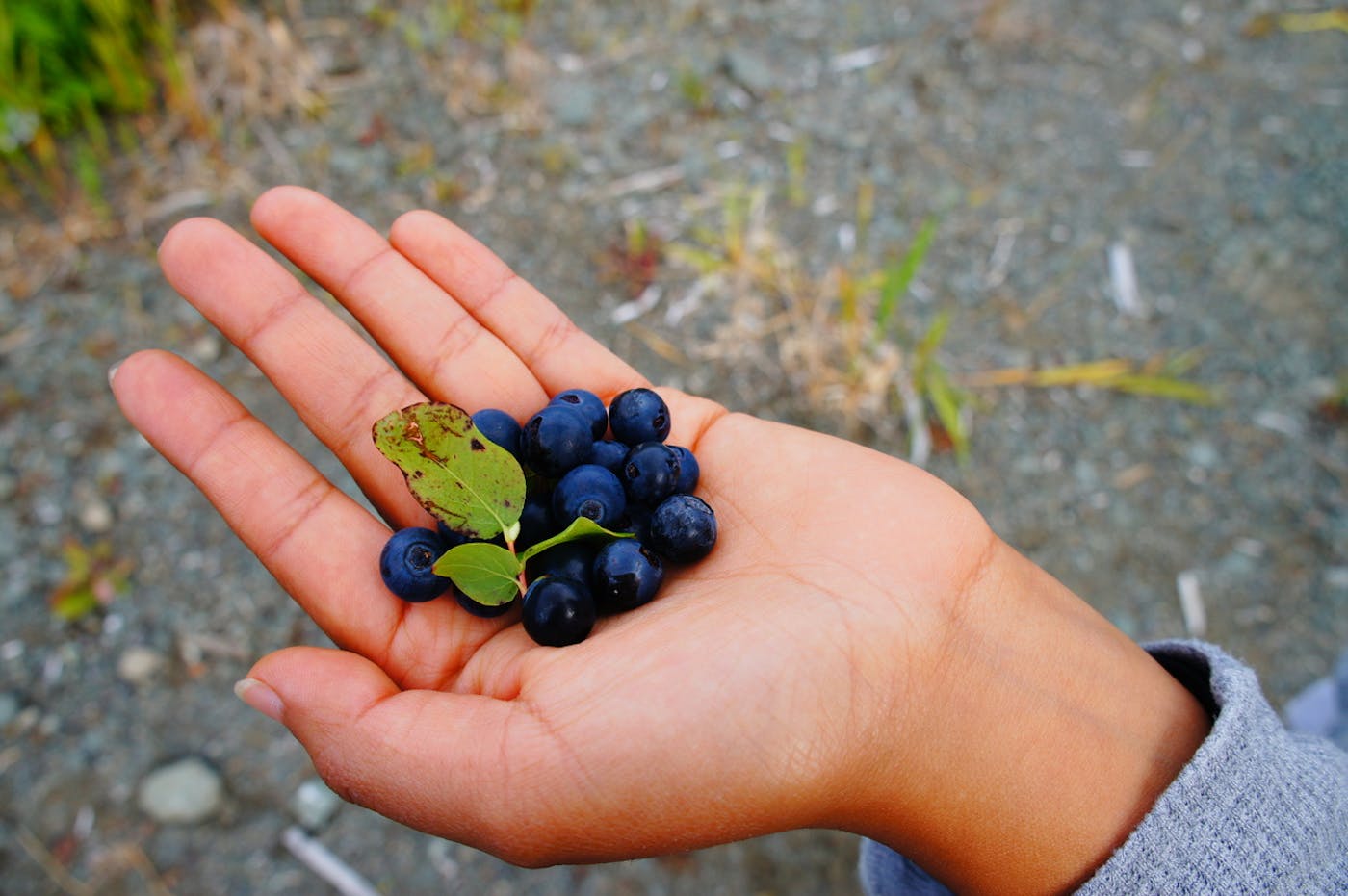 Propagating Native Plants and Revitalizing Ecological Practices of Indigenous Women in the Mississippi Delta